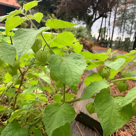 Casa Da Xica - Refugio De Campo